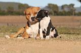 AMSTAFF  ADULT & PUPPIES 026